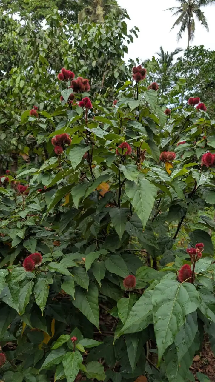 Clusters of bright red annatto seed pods on a bush, the plant used across Pemba as a natural dye.