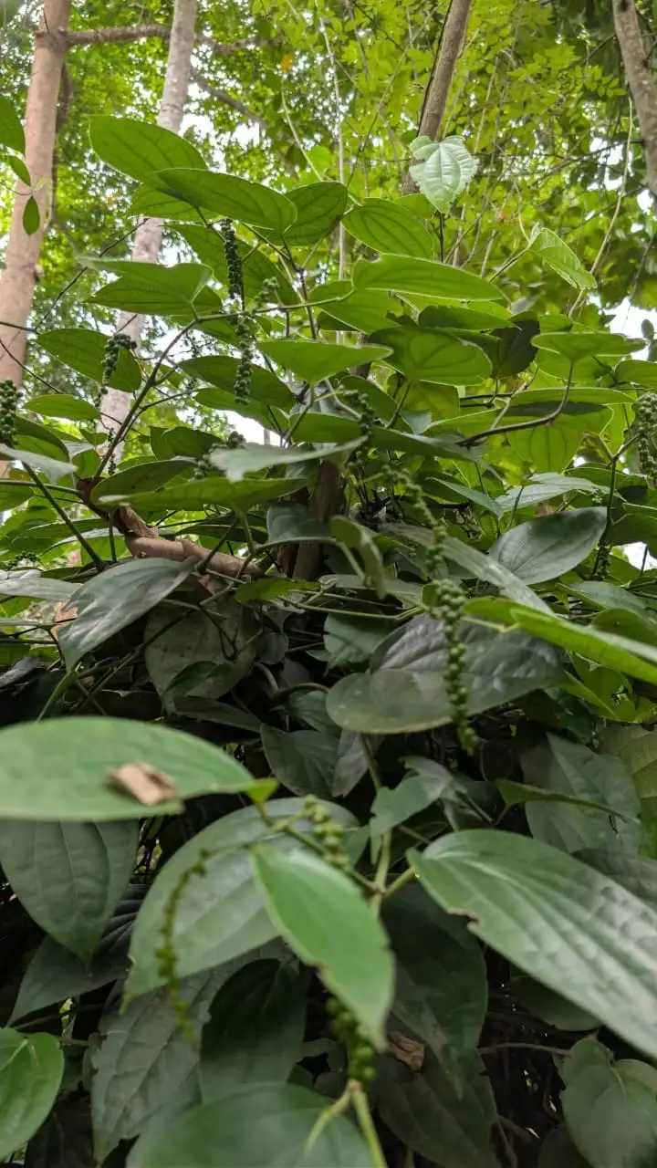 Strings of green peppercorns hanging from a pepper vine climbing through the trees.