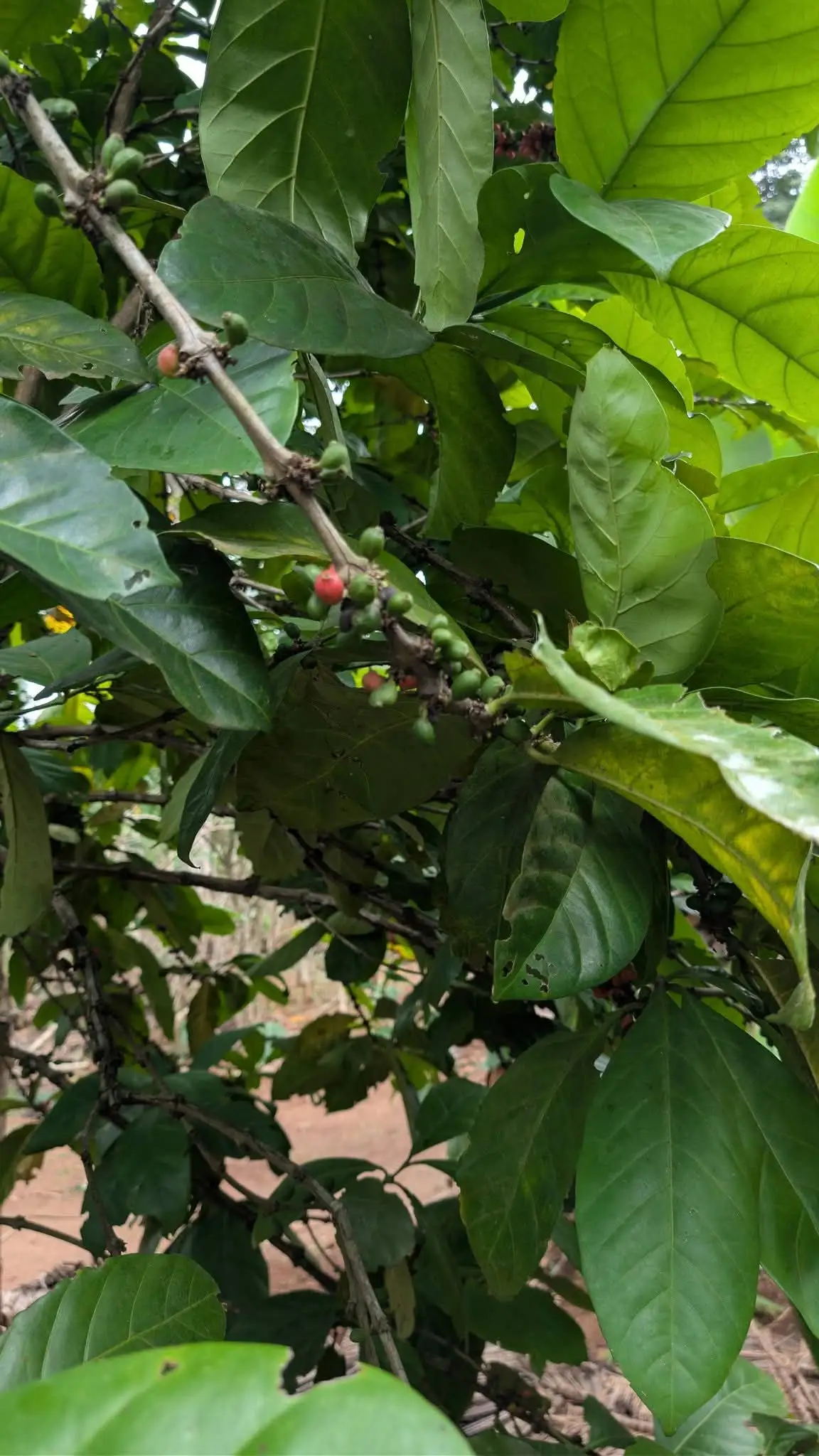 Green and ripening red coffee berries on the branch among glossy leaves.