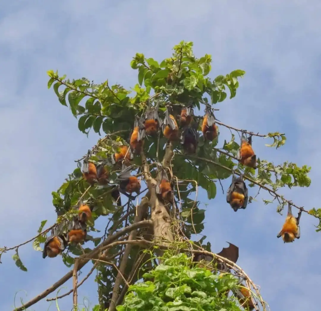 Pemba flying foxes hanging from the bare upper branches of a tall tree against a blue sky.