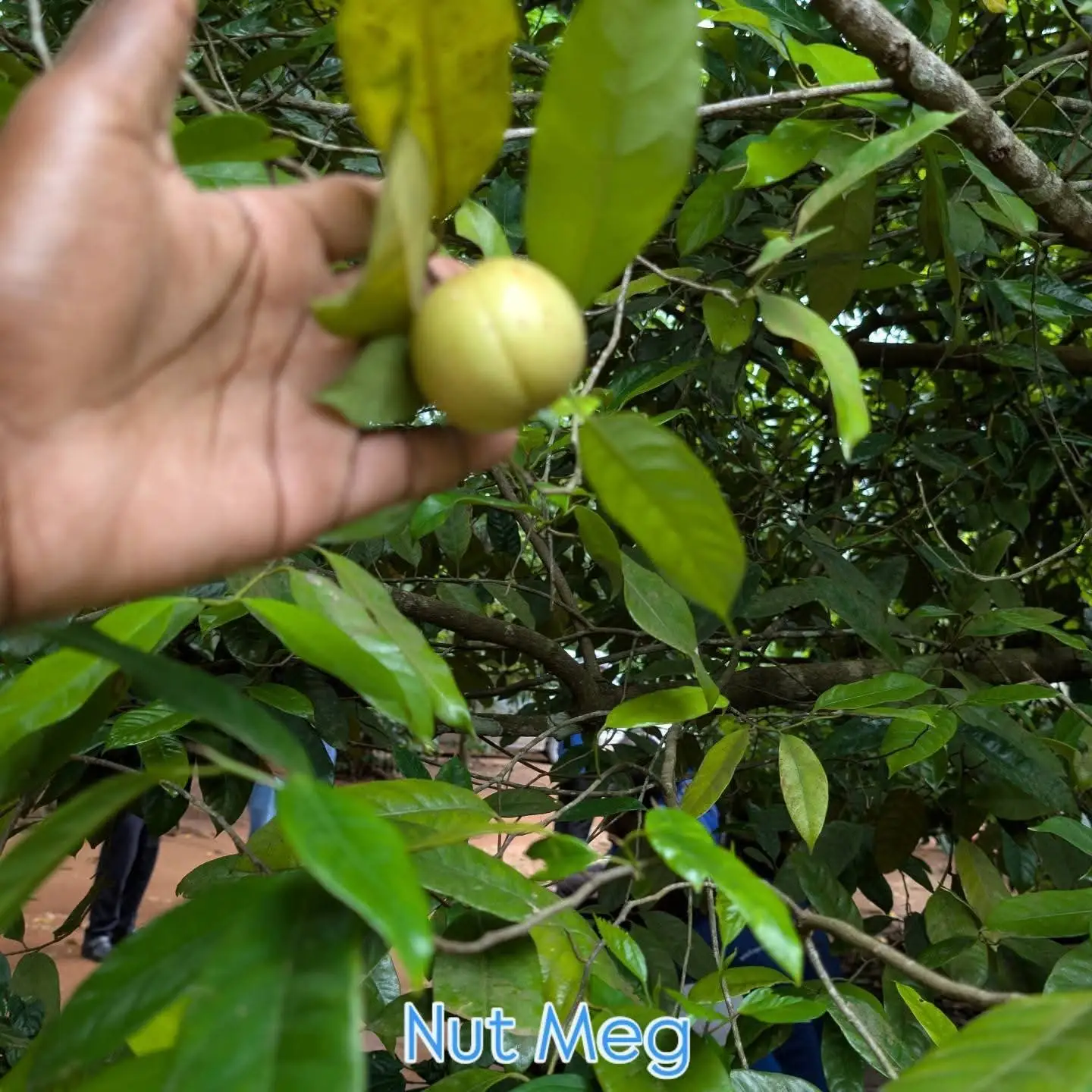 A guide holding a ripe nutmeg still on the branch so the group can see it.