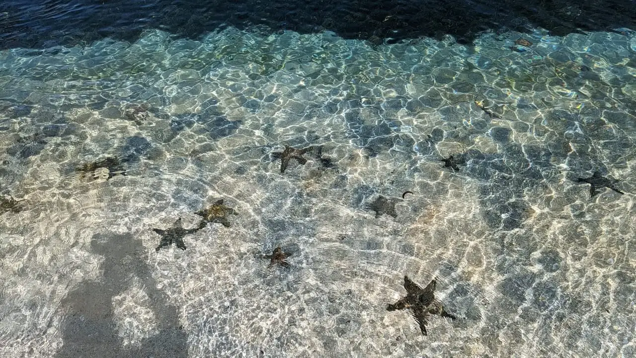 Several starfish resting on the seabed in ankle-deep clear water.