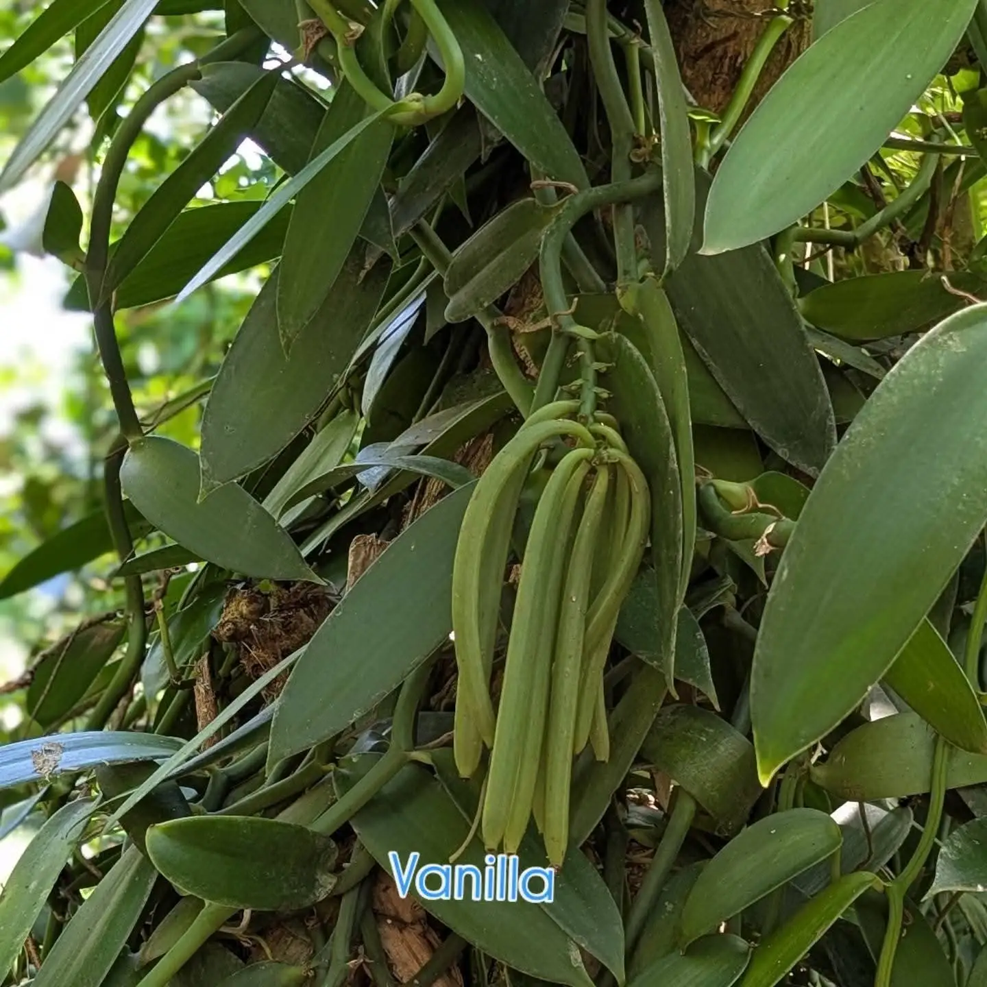 Green vanilla pods hanging in a cluster from a vine trained up a tree trunk.